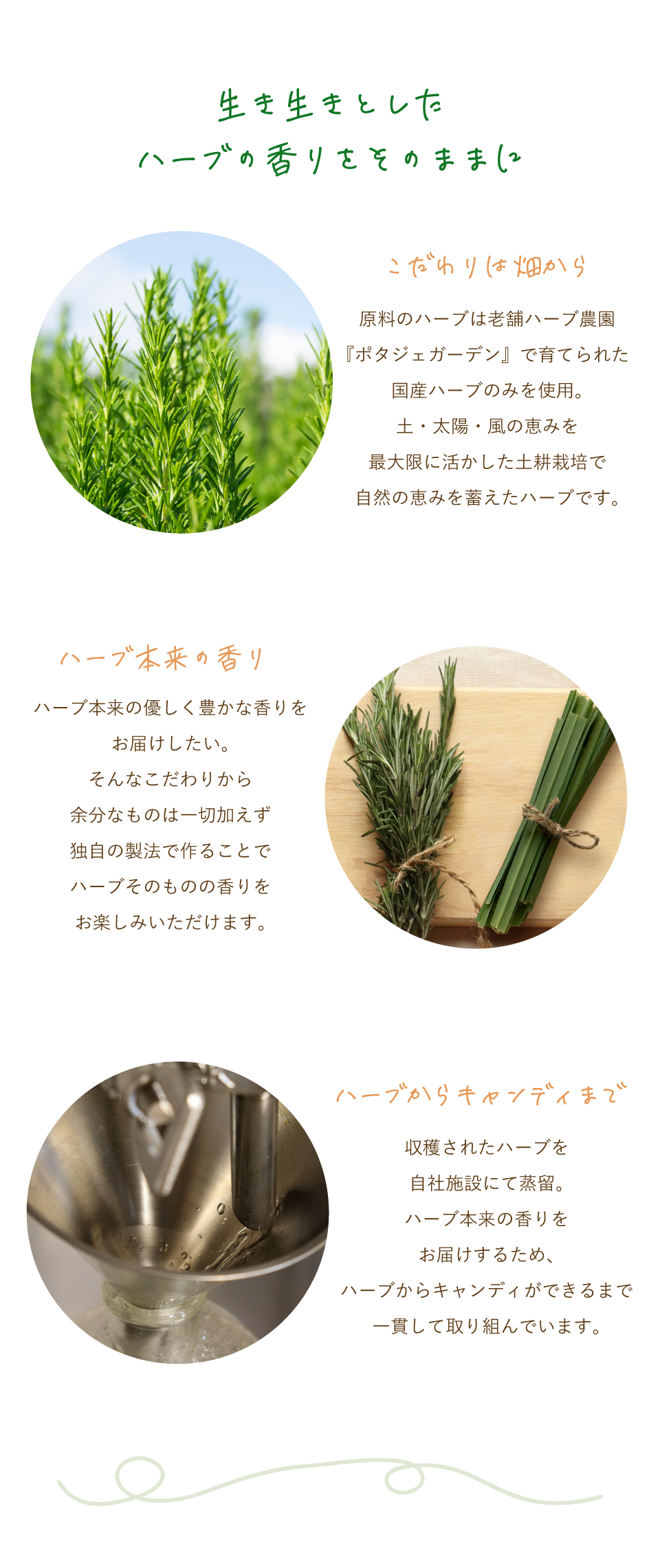 国産素材キャンディ、生き生きとしたハーブの香りをそのままに